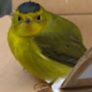 Meet your Posher, Jan